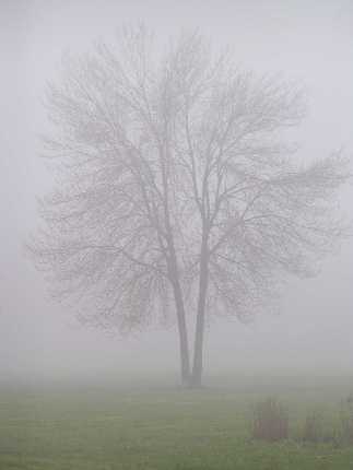 Misty tree